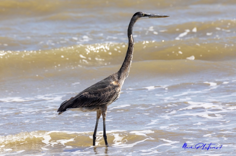 Grey Heron Port Aransas Oct 2020